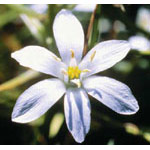 Star of Bethlehem Dropper, 1 oz, Flower Essence Services