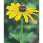 Black-Eyed Susan Dropper, 1 oz, Flower Essence Services